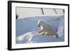 Polar Bear Cub 3 Months (Ursus Maritimus) Playing In The Front Of The Day Den In March-Eric Baccega-Framed Photographic Print