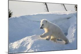 Polar Bear Cub 3 Months (Ursus Maritimus) Playing In The Front Of The Day Den In March-Eric Baccega-Mounted Photographic Print