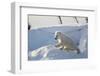 Polar Bear Cub 3 Months (Ursus Maritimus) Playing In The Front Of The Day Den In March-Eric Baccega-Framed Photographic Print