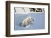 Polar Bear Cub 3 Months (Ursus Maritimus) Playing In The Front Of The Day Den In March-Eric Baccega-Framed Photographic Print