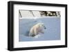 Polar Bear Cub 3 Months (Ursus Maritimus) Playing In The Front Of The Day Den In March-Eric Baccega-Framed Photographic Print