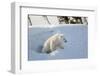 Polar Bear Cub 3 Months (Ursus Maritimus) Playing In The Front Of The Day Den In March-Eric Baccega-Framed Photographic Print