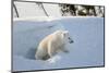 Polar Bear Cub 3 Months (Ursus Maritimus) Playing In The Front Of The Day Den In March-Eric Baccega-Mounted Photographic Print