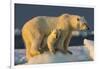 Polar Bear Cub Beneath Mother While Standing on Sea Ice Near Harbor Islands,Canada-Paul Souders-Framed Photographic Print