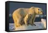 Polar Bear Cub Beneath Mother While Standing on Sea Ice Near Harbor Islands,Canada-Paul Souders-Framed Stretched Canvas