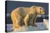 Polar Bear Cub Beneath Mother While Standing on Sea Ice Near Harbor Islands,Canada-Paul Souders-Stretched Canvas