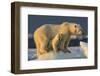 Polar Bear Cub Beneath Mother While Standing on Sea Ice Near Harbor Islands,Canada-Paul Souders-Framed Photographic Print