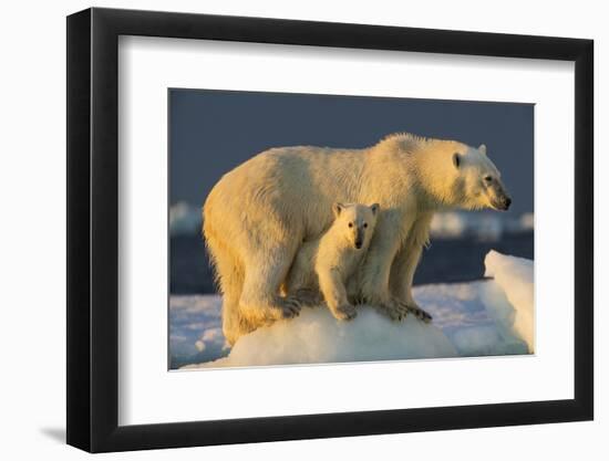 Polar Bear Cub Beneath Mother While Standing on Sea Ice Near Harbor Islands,Canada-Paul Souders-Framed Photographic Print