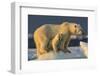Polar Bear Cub Beneath Mother While Standing on Sea Ice Near Harbor Islands,Canada-Paul Souders-Framed Photographic Print