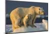 Polar Bear Cub Beneath Mother While Standing on Sea Ice Near Harbor Islands,Canada-Paul Souders-Mounted Photographic Print