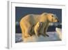 Polar Bear Cub Beneath Mother While Standing on Sea Ice Near Harbor Islands,Canada-Paul Souders-Framed Photographic Print