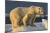 Polar Bear Cub Beneath Mother While Standing on Sea Ice Near Harbor Islands,Canada-Paul Souders-Mounted Photographic Print