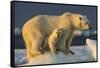 Polar Bear Cub Beneath Mother While Standing on Sea Ice Near Harbor Islands,Canada-Paul Souders-Framed Stretched Canvas