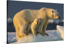 Polar Bear Cub Beneath Mother While Standing on Sea Ice Near Harbor Islands,Canada-Paul Souders-Stretched Canvas