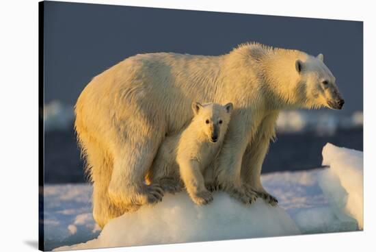 Polar Bear Cub Beneath Mother While Standing on Sea Ice Near Harbor Islands,Canada-Paul Souders-Stretched Canvas