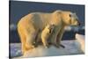 Polar Bear Cub Beneath Mother While Standing on Sea Ice Near Harbor Islands,Canada-Paul Souders-Stretched Canvas