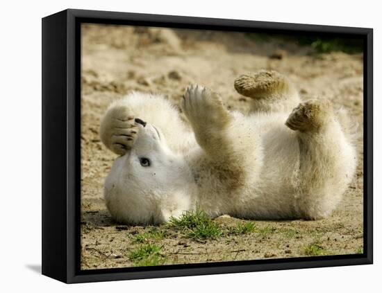 Polar Bear Cub, Berlin, Germany-Franka Bruns-Framed Stretched Canvas