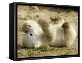 Polar Bear Cub, Berlin, Germany-Franka Bruns-Framed Stretched Canvas