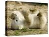 Polar Bear Cub, Berlin, Germany-Franka Bruns-Stretched Canvas