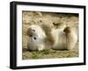 Polar Bear Cub, Berlin, Germany-Franka Bruns-Framed Premium Photographic Print