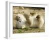 Polar Bear Cub, Berlin, Germany-Franka Bruns-Framed Premium Photographic Print