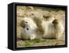 Polar Bear Cub, Berlin, Germany-Franka Bruns-Framed Stretched Canvas