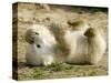Polar Bear Cub, Berlin, Germany-Franka Bruns-Stretched Canvas