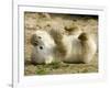 Polar Bear Cub, Berlin, Germany-Franka Bruns-Framed Photographic Print
