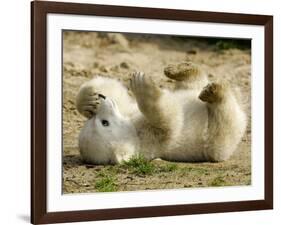 Polar Bear Cub, Berlin, Germany-Franka Bruns-Framed Photographic Print