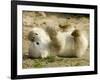 Polar Bear Cub, Berlin, Germany-Franka Bruns-Framed Photographic Print