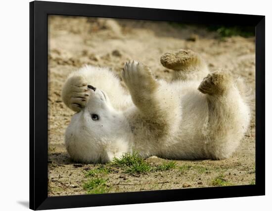 Polar Bear Cub, Berlin, Germany-Franka Bruns-Framed Photographic Print