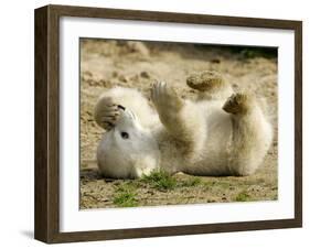 Polar Bear Cub, Berlin, Germany-Franka Bruns-Framed Photographic Print