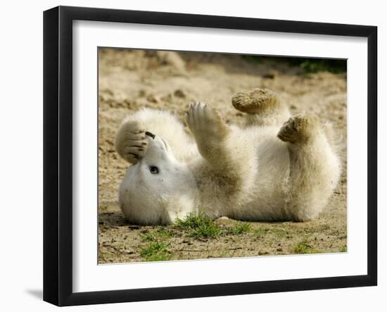 Polar Bear Cub, Berlin, Germany-Franka Bruns-Framed Photographic Print