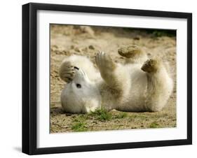 Polar Bear Cub, Berlin, Germany-Franka Bruns-Framed Photographic Print