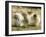 Polar Bear Cub, Berlin, Germany-Franka Bruns-Framed Photographic Print