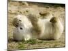 Polar Bear Cub, Berlin, Germany-Franka Bruns-Mounted Photographic Print