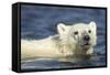 Polar Bear Cub, Hudson Bay, Manitoba, Canada-Paul Souders-Framed Stretched Canvas