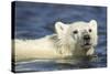 Polar Bear Cub, Hudson Bay, Manitoba, Canada-Paul Souders-Stretched Canvas