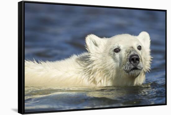 Polar Bear Cub, Hudson Bay, Manitoba, Canada-Paul Souders-Framed Stretched Canvas
