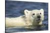 Polar Bear Cub, Hudson Bay, Manitoba, Canada-Paul Souders-Stretched Canvas