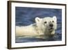 Polar Bear Cub, Hudson Bay, Manitoba, Canada-Paul Souders-Framed Photographic Print