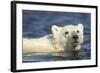 Polar Bear Cub, Hudson Bay, Manitoba, Canada-Paul Souders-Framed Photographic Print