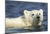 Polar Bear Cub, Hudson Bay, Manitoba, Canada-Paul Souders-Mounted Photographic Print