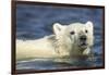 Polar Bear Cub, Hudson Bay, Manitoba, Canada-Paul Souders-Framed Photographic Print