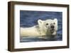 Polar Bear Cub, Hudson Bay, Manitoba, Canada-Paul Souders-Framed Photographic Print