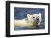 Polar Bear Cub, Hudson Bay, Manitoba, Canada-Paul Souders-Framed Photographic Print