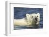 Polar Bear Cub, Hudson Bay, Manitoba, Canada-Paul Souders-Framed Photographic Print