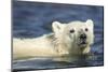 Polar Bear Cub, Hudson Bay, Manitoba, Canada-Paul Souders-Mounted Photographic Print