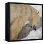 Polar Bear Cub Licking Mama-Howard Ruby-Framed Stretched Canvas