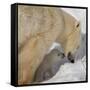 Polar Bear Cub Licking Mama-Howard Ruby-Framed Stretched Canvas